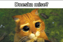 a picture of a cat with a caption that says dneska mise