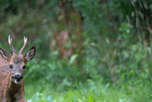 a deer with antlers is looking at the camera