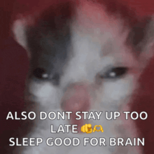 a cat with the words also dont stay up too late sleep good for brain written on it