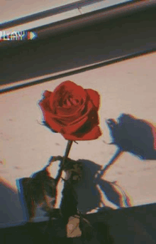 a red rose is sitting on a table next to a window with a shadow on the wall .