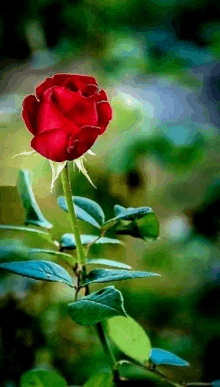 a red rose is surrounded by green leaves and a blurry background