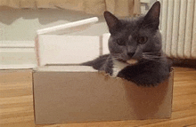 a cat is laying in a cardboard box on the floor .