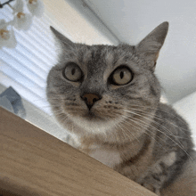 a close up of a cat sitting on a table