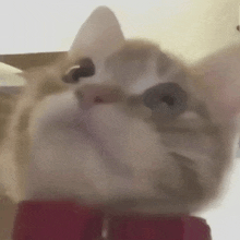 a close up of a cat 's face with a red collar on .