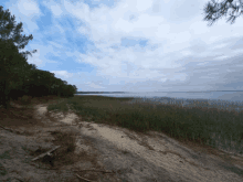 a sandy beach with trees and a body of water in the background