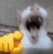 a white cat is being pointed at by a yellow finger .