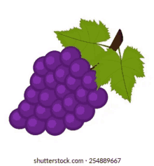 a bunch of purple grapes with green leaves on a vine .