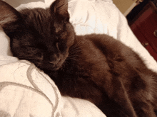 a black cat sleeping on a white pillow