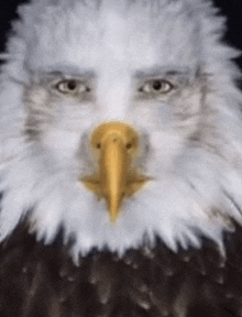 a bald eagle with a man 's face painted on its beak