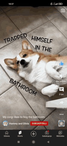 Corgi Dog Corgier Meme