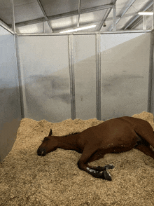 a brown horse is laying on a bed of hay