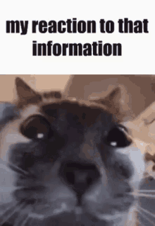a close up of a cat 's face with the words `` my reaction to that information '' .