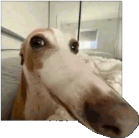 a dog with a very long nose is laying on a bed looking at the camera .