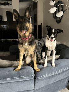 a german shepherd and a border collie sitting on a couch