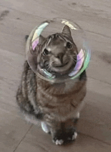 a cat wearing a helmet made of soap bubbles .