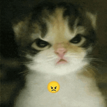 a close up of a cat with an angry face and a yellow angry face .