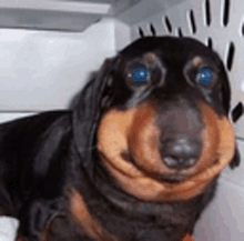 a black and brown dog with blue eyes is sitting in a crate