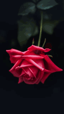 a red rose is against a black background