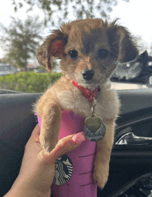 a small brown and white puppy is being held in a starbucks cup