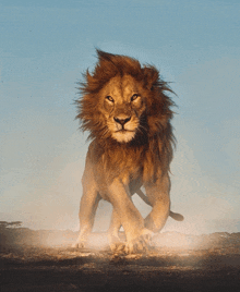 a lion with a very long mane is walking across a dirt field