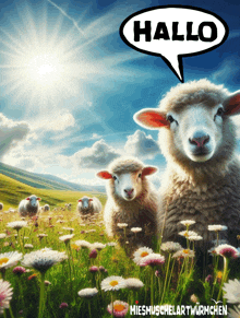 a group of sheep are standing in a field with a speech bubble that says hallo