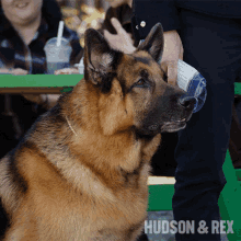 a german shepherd is sitting in front of a green picnic table with the words hudson & rex above it