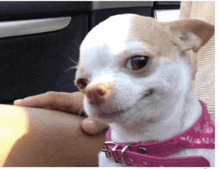 a small brown and white chihuahua wearing a pink collar looks at the camera