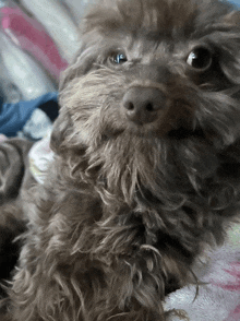 a close up of a dog 's face with a pink and white blanket in the background