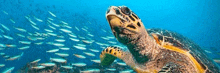 a sea turtle is swimming in the ocean surrounded by fish .