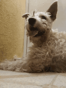 a small white dog with its tongue hanging out