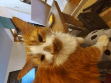 a fluffy orange and white cat is looking at the camera with a laptop in the background