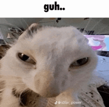 a close up of a white cat 's face with a caption that says guh