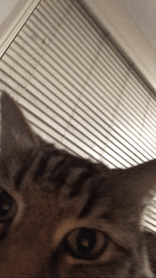 a close up of a cat 's face with blinds behind it