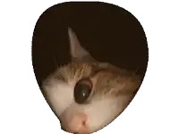 a close up of a cat 's face with a wig on