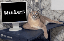 a cat is laying on a desk in front of a computer monitor that says rules