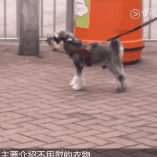 a small dog on a leash walking on a brick sidewalk