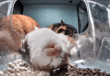 three cats are eating food from a clear bowl