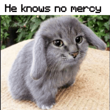a picture of a cat that looks like a rabbit with the words he knows no mercy below it