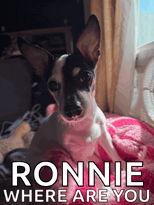a small black and white dog laying on a pink blanket with the words ronnie where are you written below it