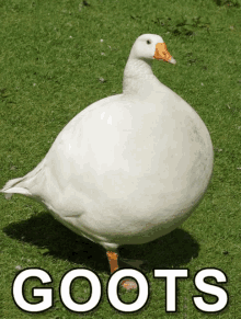 a white goose is standing in the grass with the word goots written below it