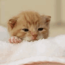 a small orange kitten is laying on a white blanket looking at the camera .