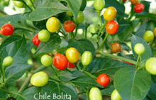 chile bolita is written on the bottom of a picture of a plant