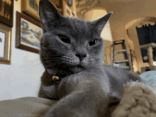 a gray cat with a bell around its neck is laying down on a couch