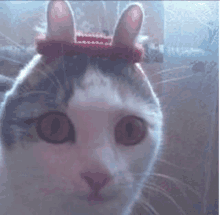 a cat with bunny ears on its head