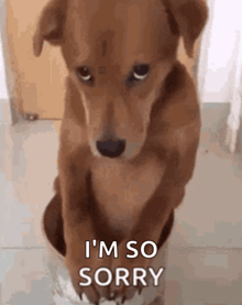 a brown dog is sitting in a bucket with the words i 'm so sorry above it