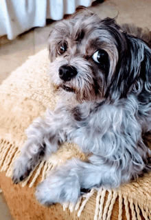 a small dog is laying on a blanket on a ottoman