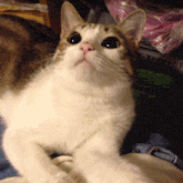 a close up of a cat 's face looking at the camera