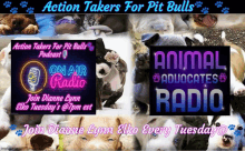 a poster for action takers for pit bulls podcast and animal advocates radio