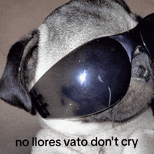 a pug wearing sunglasses with the words no llores vato don 't cry above it