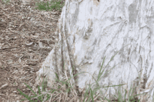 a close up of a tree stump with grass in the foreground and a pile of wood chips in the background